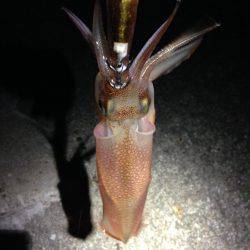 ケンサキがいない